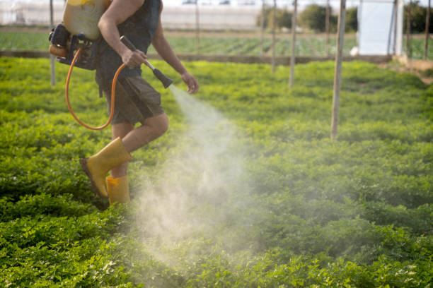 Best Pest Prevention Services  in Windsor, CO