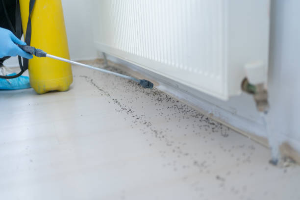 Best Insect Control  in Windsor, CO